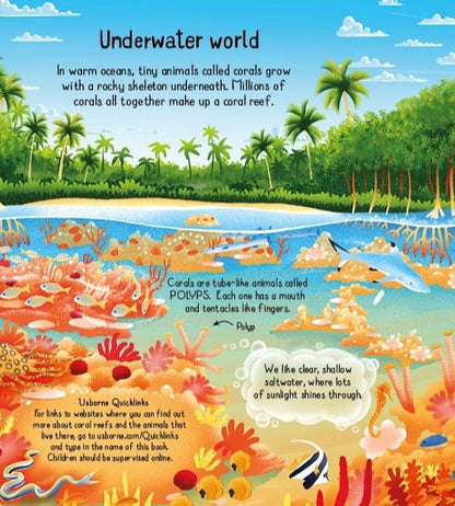 Look inside a Coral Reef